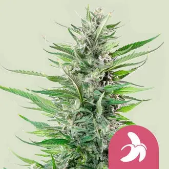 Fat Banana cannabis seeds