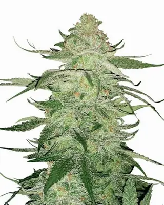 Fat Bastard cannabis seeds