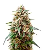 Fat Pete’s Cookies cannabis seeds