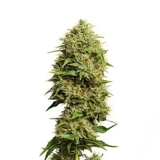 Fatkid’s Cake cannabis seeds