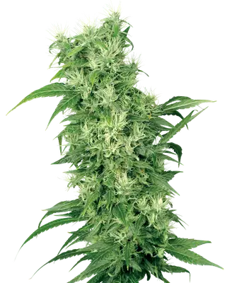 Female Mix Seeds cannabis seeds