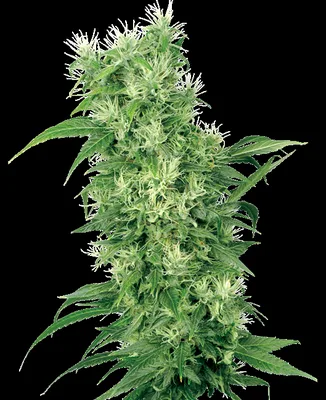 Female Mix cannabis seeds
