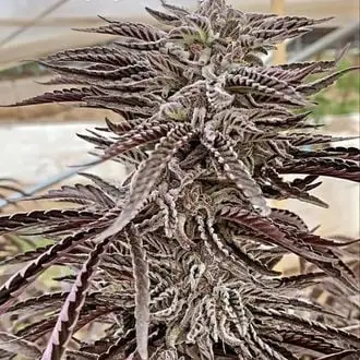 Fillmore Slim cannabis seeds by Purple City Genetics