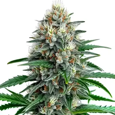 Fire Alien Strawberry x Mac Rillaz F1 cannabis seeds