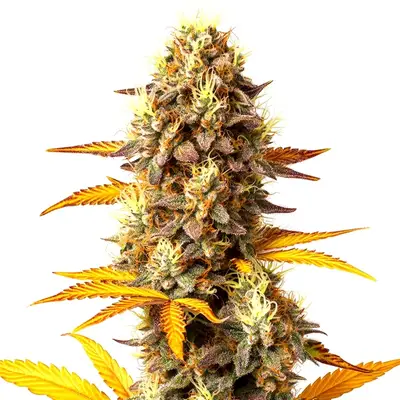 Fire OG cannabis seeds by Blimburn Seeds