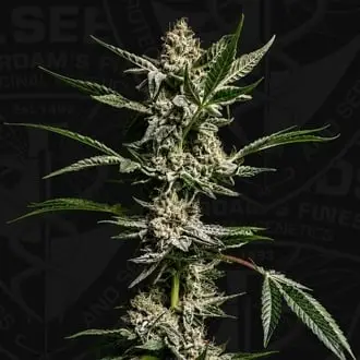 FireGum cannabis seeds by T.H. Seeds