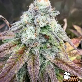 Fishy Zoap cannabis seeds