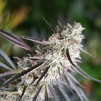 Florida Gaspack cannabis seeds by Humboldt Seed Organization