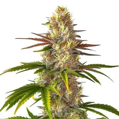Florida Sunrise cannabis seeds