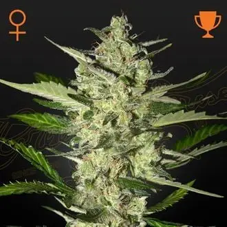 Flowerbomb Kush cannabis seeds