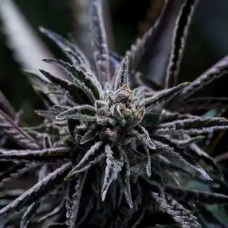 Forbidden Blueprint cannabis seeds by Purple City Genetics