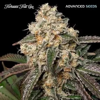 Forbidden Fruit Cake cannabis seeds