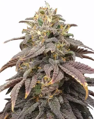 Forbidden Fruit cannabis seeds