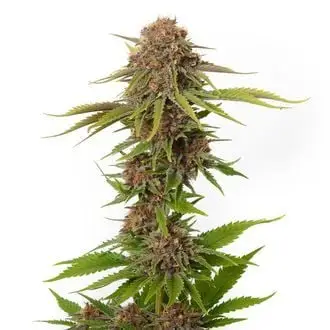 Forbidden Passionfruit cannabis seeds by Amsterdam Genetics