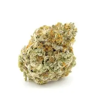 Forbidden Runtz cannabis seeds by Growers Choice