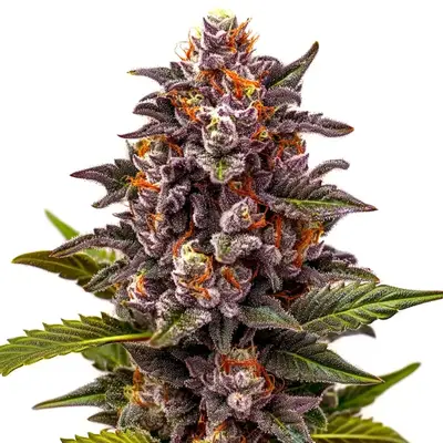 Forbidden Zkittlez cannabis seeds