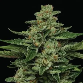 Fortune Cookie cannabis seeds by Humboldt Seed Company