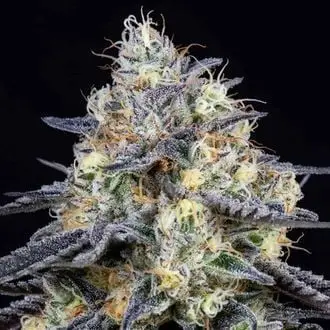 Foster cannabis seeds by Anesia Seeds