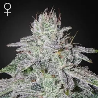 Franco's Lemon Cheese cannabis seeds by Greenhouse Seeds