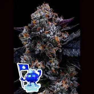 Free Blueberry Nation cannabis seeds