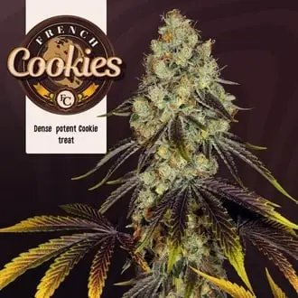 French Cookies cannabis seeds by T.H. Seeds