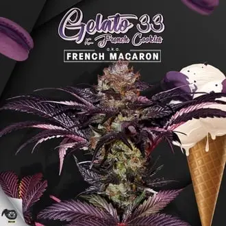 French Macaron cannabis seeds by T.H. Seeds