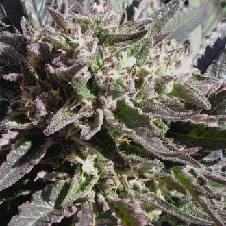 Frencheese cannabis seeds by French Touch Seeds