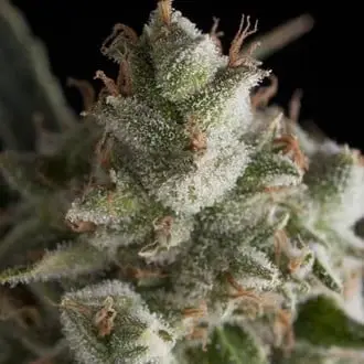 Fresh Candy cannabis seeds by Pyramid Seeds