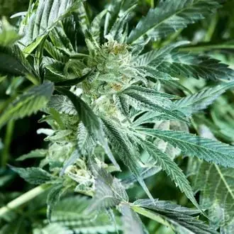 Fresh Pressed Runtz cannabis seeds by Purple City Genetics