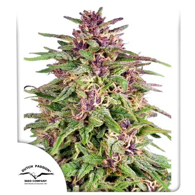 Frisian Dew cannabis seeds