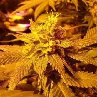 Fromage Blue cannabis seeds by Pheno Finder