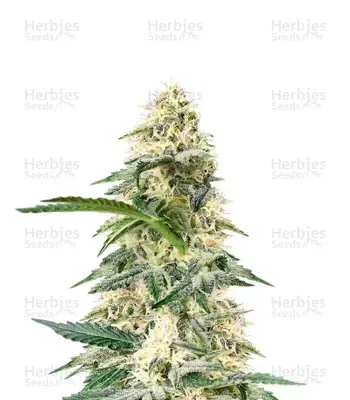 Frostbanger cannabis seeds