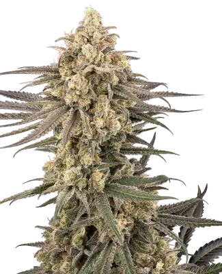 Frosted Grapes XXL cannabis seeds