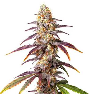 Frosted Guava cannabis seeds by Blimburn Seeds