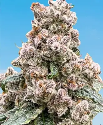 Frosted Raspberries S1 cannabis seeds