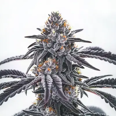 Frosty Blue OG cannabis seeds