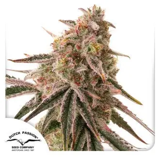 Frozen Biscotti cannabis seeds by Dutch Passion
