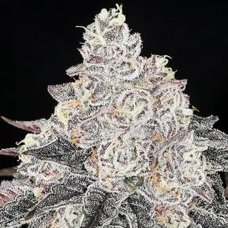 Frozen Black Cherry cannabis seeds