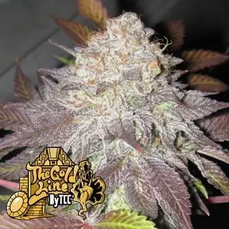 Fruit Cup cannabis seeds by Cali Connection