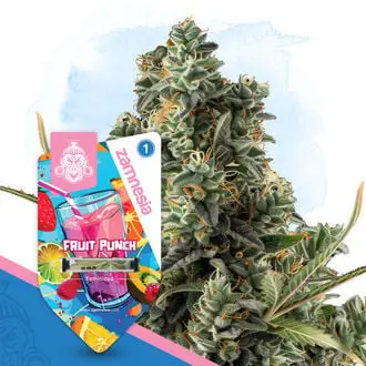 Fruit Punch cannabis seeds by Zamnesia Seeds