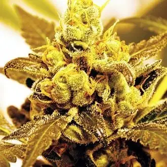 Fruit Salad cannabis seeds by Expert Seeds
