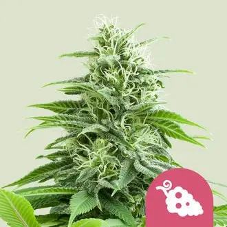 Fruit Spirit cannabis seeds