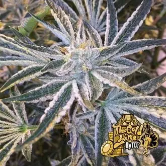 Fruit Tree cannabis seeds by Cali Connection