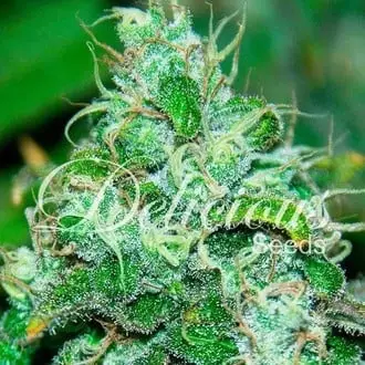 Fruity Chronic Juice cannabis seeds