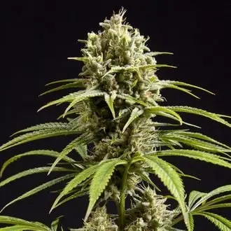 Fruity Jack cannabis seeds by Philosopher Seeds