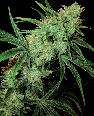 Fruity Juice cannabis seeds