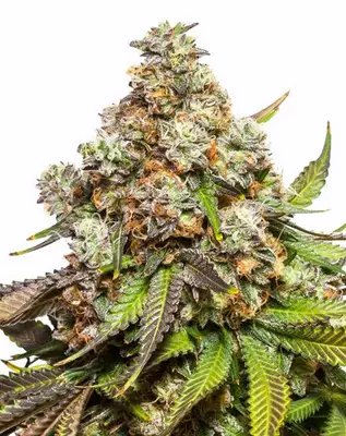 Fruity Pebbles cannabis seeds