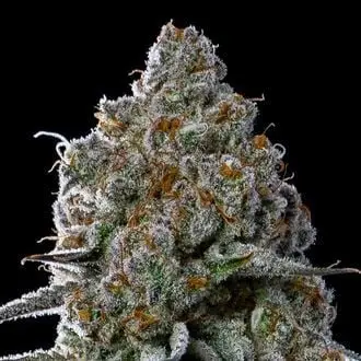 Fryday Boof cannabis seeds