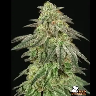 FUH F*cked Up Hippy cannabis seeds