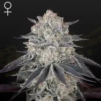 Fullgas! cannabis seeds